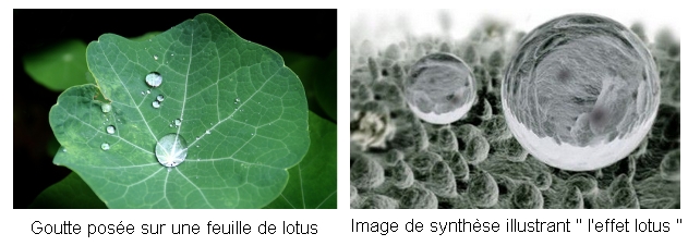 feuille de lotus avec goutte d'eau